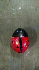 Laddy Bug Egg shell Crafts