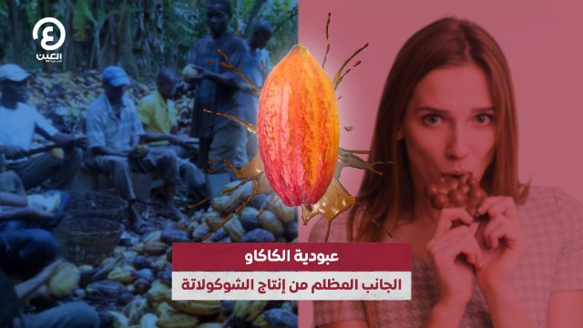 عبودية الكاكاو الجانب المظلم من إنتاج الشوكولاتة
