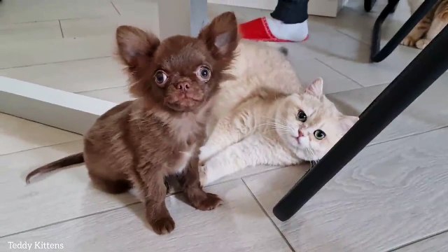 Caramel has a new friend a puppy named Arnold She kisses and hugs him