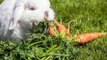 1/2 videos|last year Flemish Rabbit - HUGE SIZE RABBIT - 4K CUTE RABBIT - PETS WORLD #SHORT #VIRAL