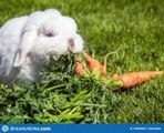 1/2 videos|last year Flemish Rabbit - HUGE SIZE RABBIT - 4K CUTE RABBIT - PETS WORLD #SHORT #VIRAL