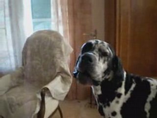 mon chien est fan de bob