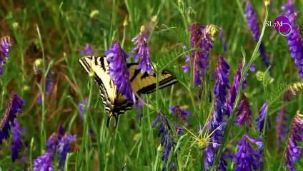 GOD LOVES YOU WITH MUSIC