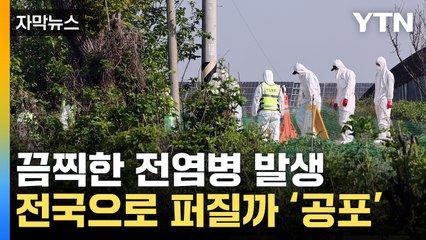 [자막뉴스] 감염 경로 '미스터리'...두려움에 덜덜 떠는 농가 / YTN