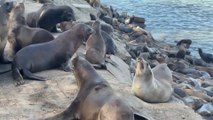 Sea Lion | Seals Animal | Wildlife | Free Stock Footage | No Copyright Video