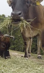 De qué forma la industria ganadera contribuye con el cambio climático
