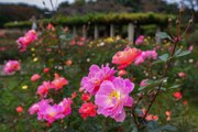 How and When to Fertilize Roses for Bigger, Brighter Blossoms