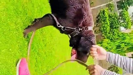 LABRADOR DOG | FRIENDLY DOG EVER, FAMOUS BREED.