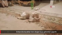 Ankara'da bacakları ters doğan kuzu görenleri şaşırttı