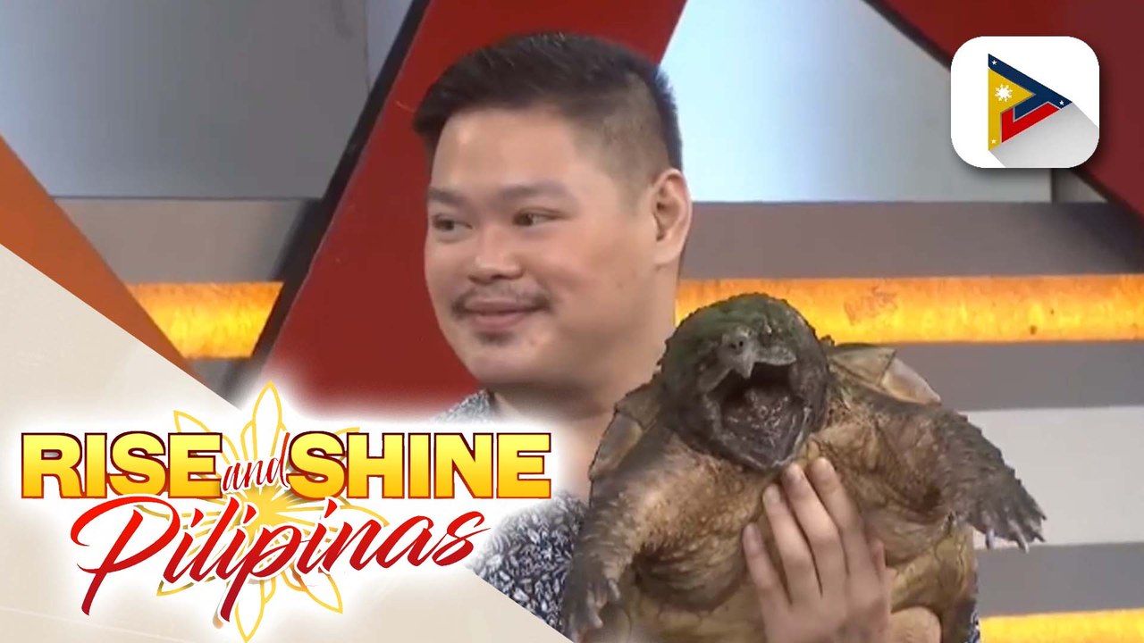 Kilalanin si T2 Jules kasama ang kaniyang alligator snappine turtle na si Dapitan!