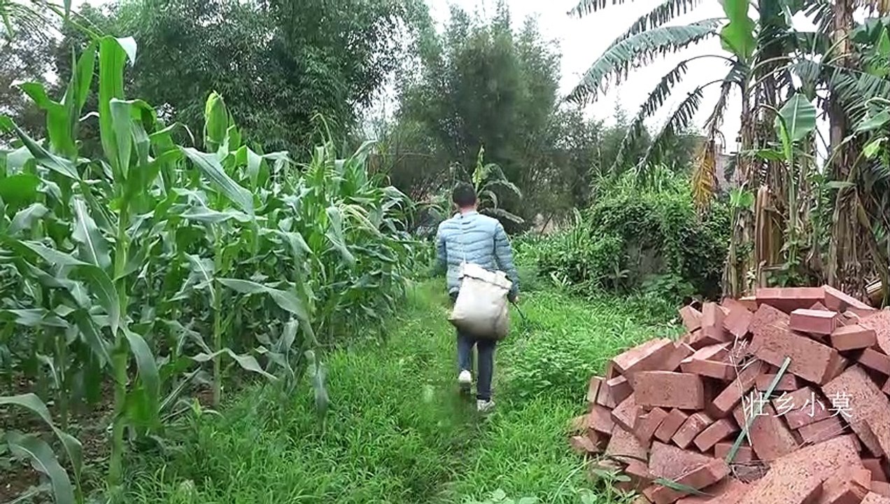广西下雨，小莫晚上加班在河里追赶一条小鱼，突然冲出两条大货，直接徒手抓上岸太牛了【壮乡小莫】