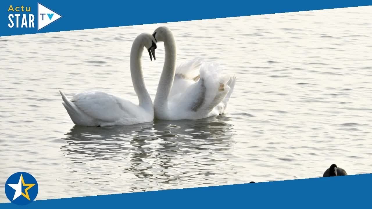 Le règne animal (France 5) : découvrez ces animaux qui vivent en couple toute leur vie