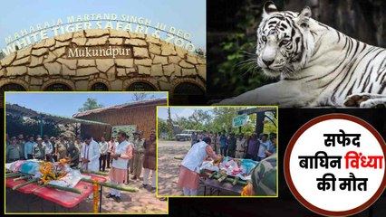 दुनिया की पहली मुकुंदपुर व्हाइट टाइगर सफारी की सफेद बाघिन विंध्या की मौत, लंबे समय से थी बीमार