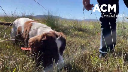 Detection dogs deployed in Tamworth in weed eradication operation | 10/05/2023 | The Northern Daily Leader