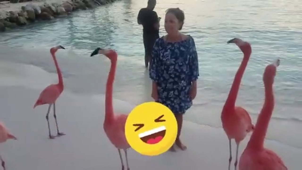 Incredible Relationships Between Animals and Humans