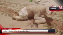 Ankara’da bacakları ters doğan kuzu