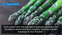 Circuits courts : les asperges