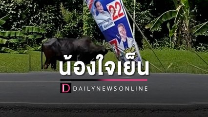 วัวใครเอ่ย ชนป้ายหาเสียงลุงตู่ | HOTSHOT เดลินิวส์ 10/05/66