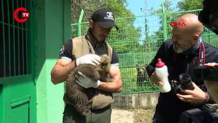 Bursa ayı barınağının 3 yeni konuğu