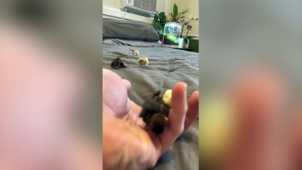 Farmer filmed the adorable moment his newborn quails caused a mini stampede in his home