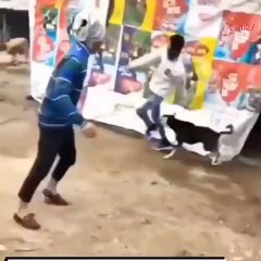 Don't you dare play with the dog