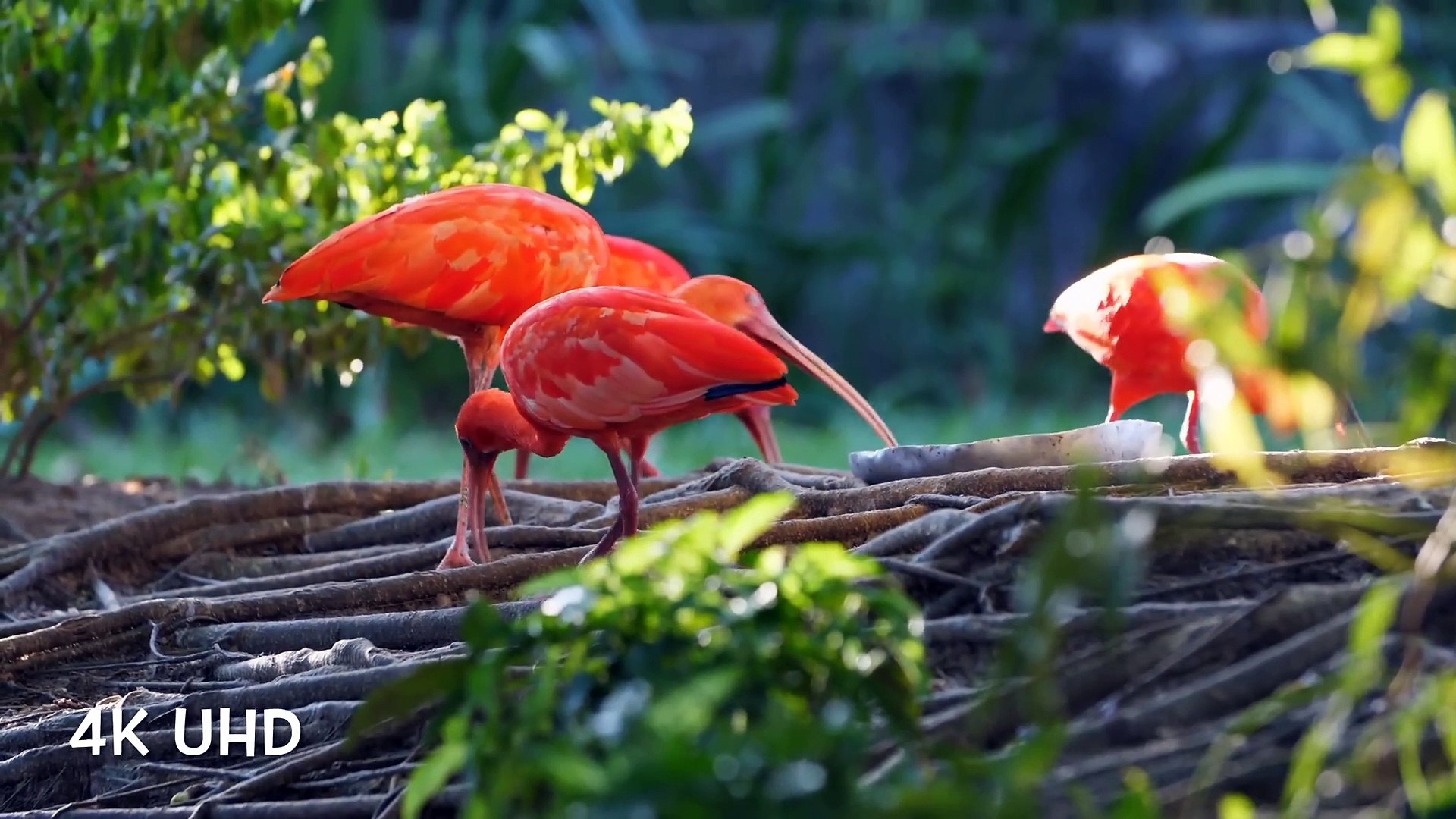 ⁣Colorful Birds in 4K - Planet Earth 4K - Beautiful Bird Sounds Nature Relaxation 4K UHD 60 FPS