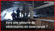 Vers une pénurie de vétérinaires en zone rurale ?