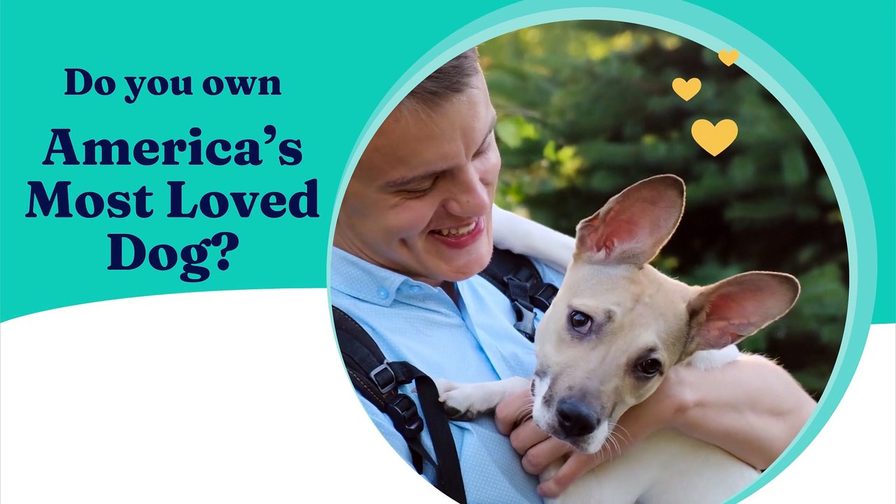 These dog breeds named as America's most spoiled dogs