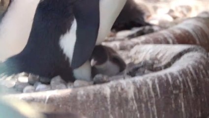 Edinburgh Zoo welcomes first penguin chick of 2023