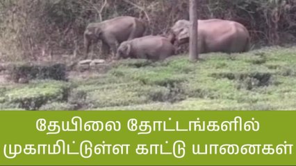நீலகிரி: தேயிலை தோட்டங்களில் காட்டு யானைகள் முகாம்!