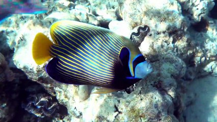 Keindahan Hewan Di bawah Laut