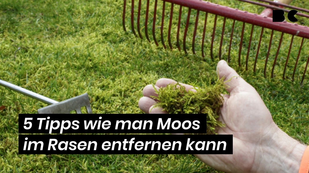 5 Tipps wie man Moos im Rasen entfernen kann
