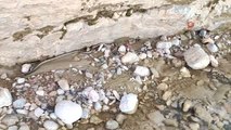 Elazığ'da 1 buçuk metre uzunluğunda yarı zehirli kocabaş yılanı görüntülendi