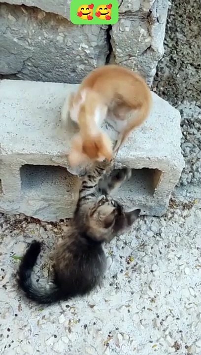 How cute the cats look while playing