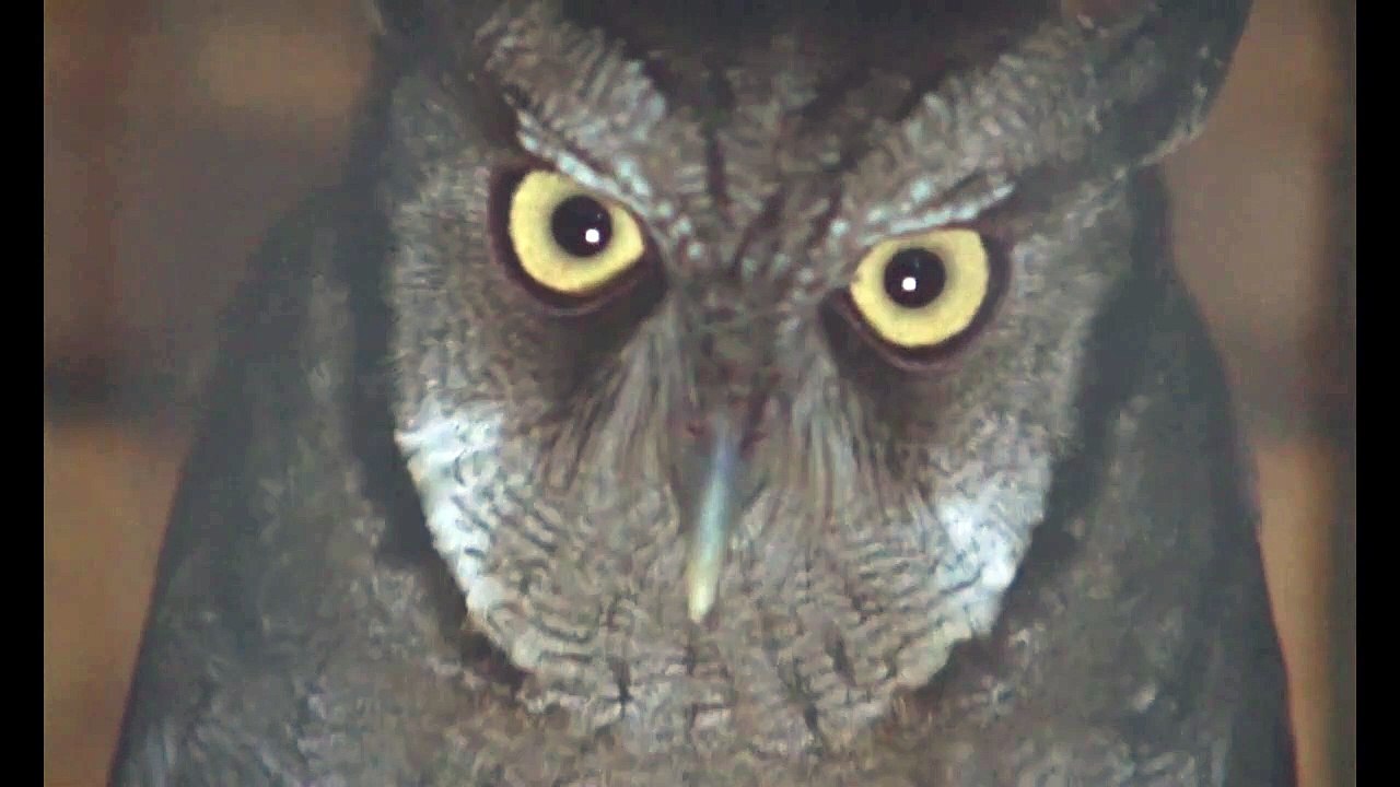 It is Night in America Trailer OV