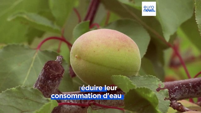 Sécheresse : les Pyrénées-Orientales passent en situation de crise