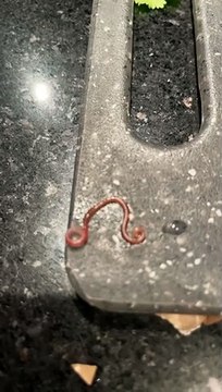 Worms found in fish from Morrisons
