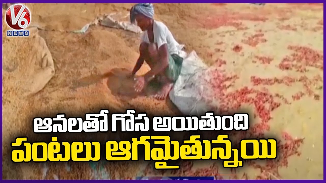 Heavy Crop Loss To Farmers Due To Heavy Rains With Winds _ Jayashankar ...