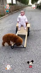 Cat  very good driveing