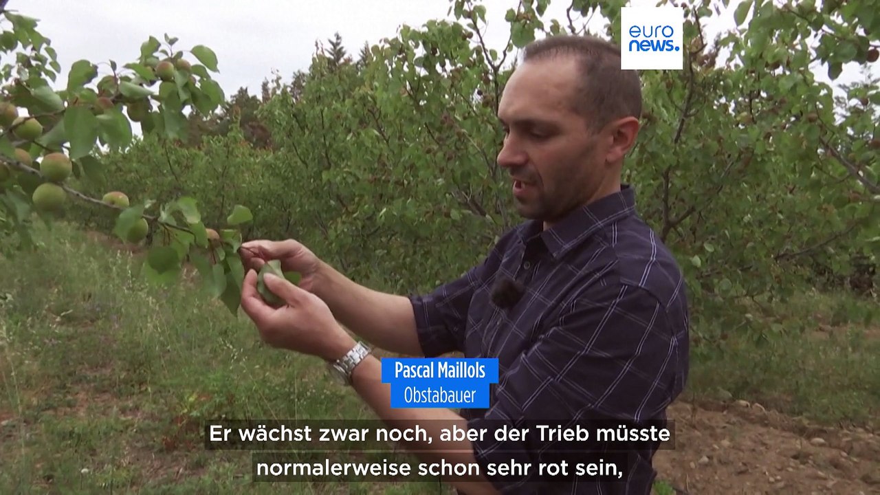 Höchste Dürrewarnstufe schon im Mai: Was wird aus den Obstplantagen im Süden Frankreichs?