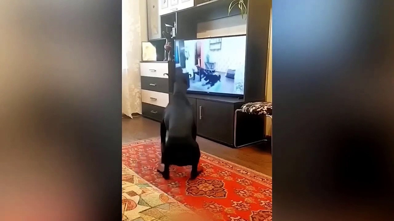 Funniest Animals Video - Best Cats  and Dogs Videos