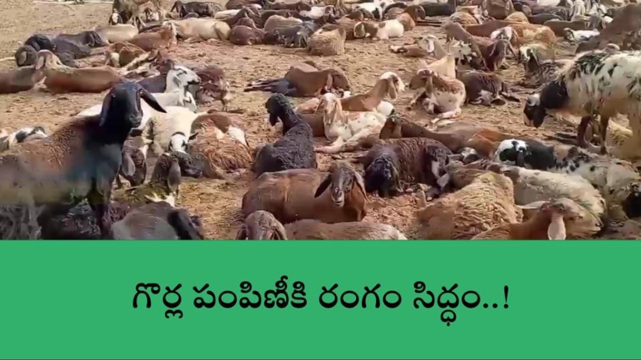 మహబూబ్ నగర్: రెండవ విడత గొర్రెల పంపిణీకి రంగం సిద్ధం..