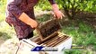 Woman Earns Huge Profits With Honey Bee Farming _ Hyderabad _ V6 News (1)