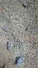 'Mixing' of 4 thousand quintals of rotten wheat