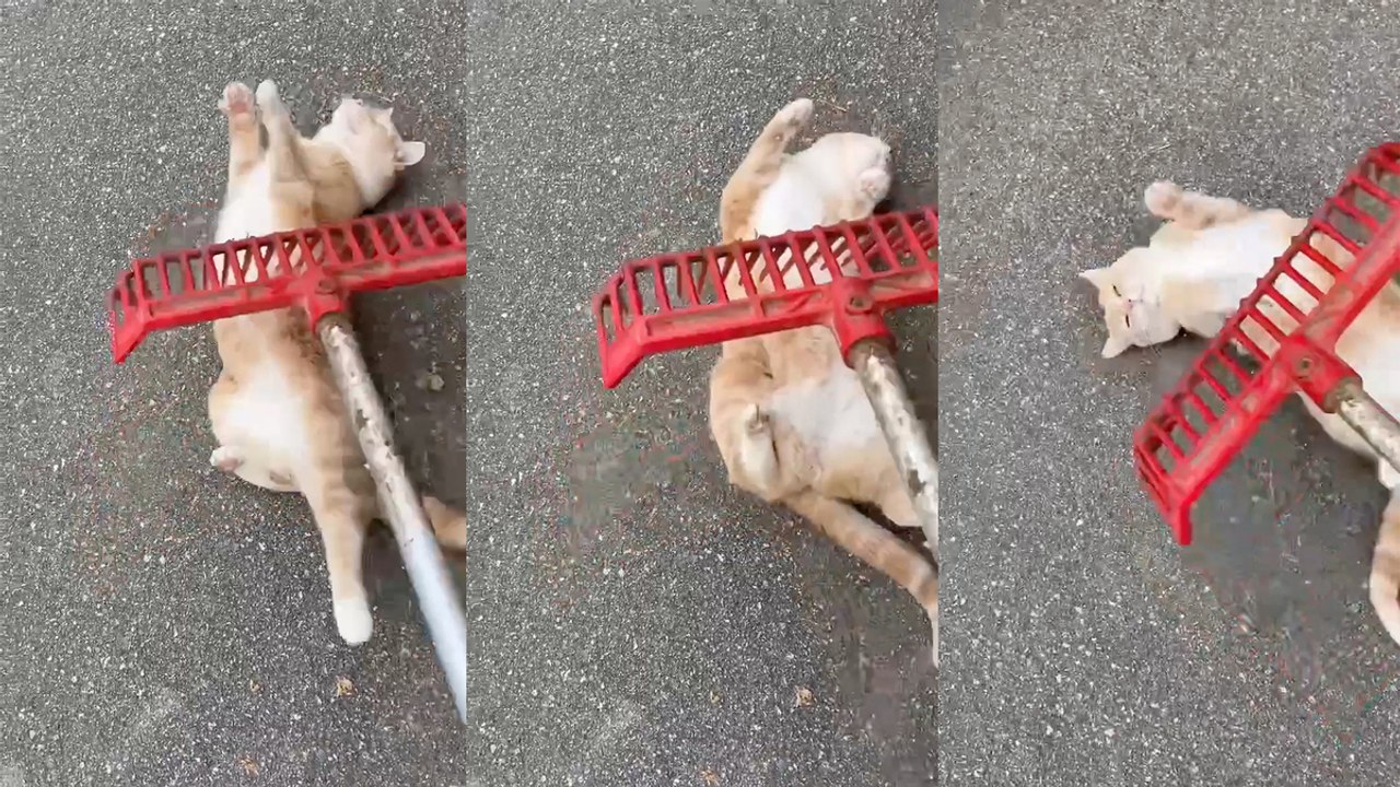 This kitty LOVES a back scratch!