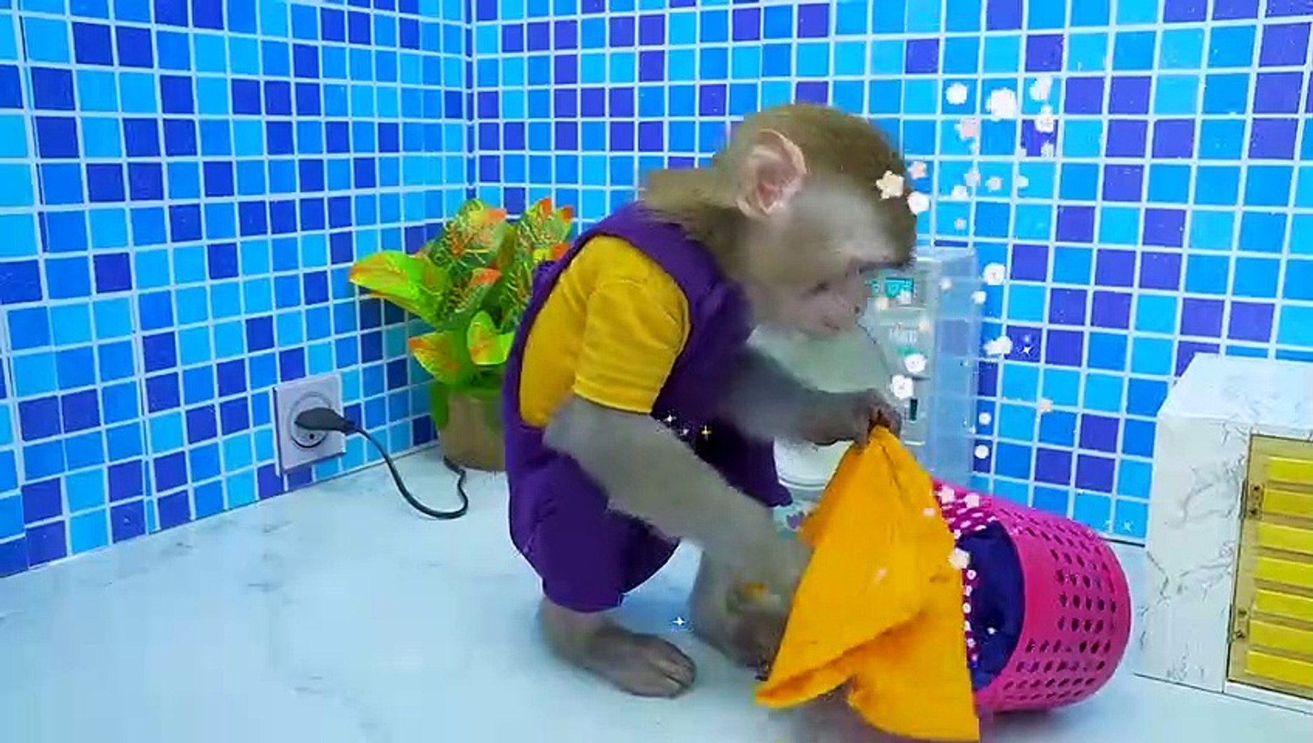 KiKi Monkey brush teeth and bathing in the toilet and play with