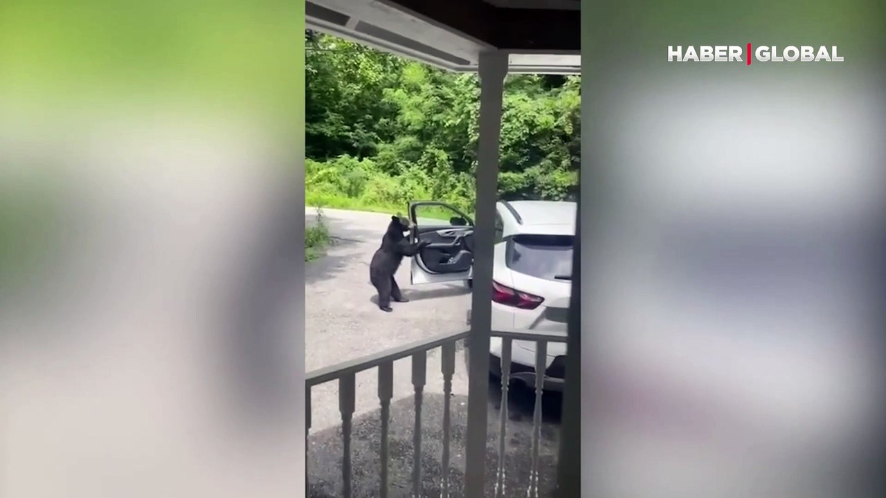 Ayı kameraya böyle yakalandı! Direksiyon başına geçti, şekerlemeleri alıp böyle kaçtı