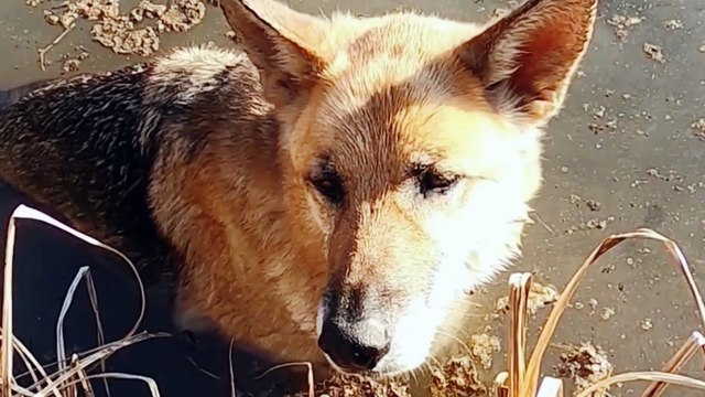 Funny Cats Videos | Funny Dogs | Cat and dogs | Funny Animals | Cute Cats | Funny Top Animals