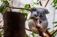 Wild koalas will be vaccinated against chlamydia