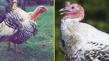 Meet Trevor, the toughest turkey! 'You want some?! I'll give it ya!'